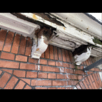 Grachtenpand op de herengracht Afbeelding 1